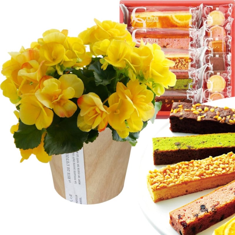 ꡼  ե  ץ쥼 ȭ ȭ ۻ ꡼٥˥