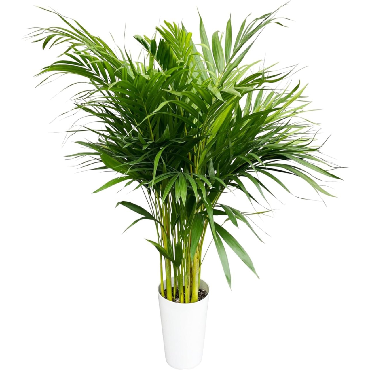 アレカヤシ 観葉植物 本物 大型 ヤシ 7号 観葉 植物 室内用 7号