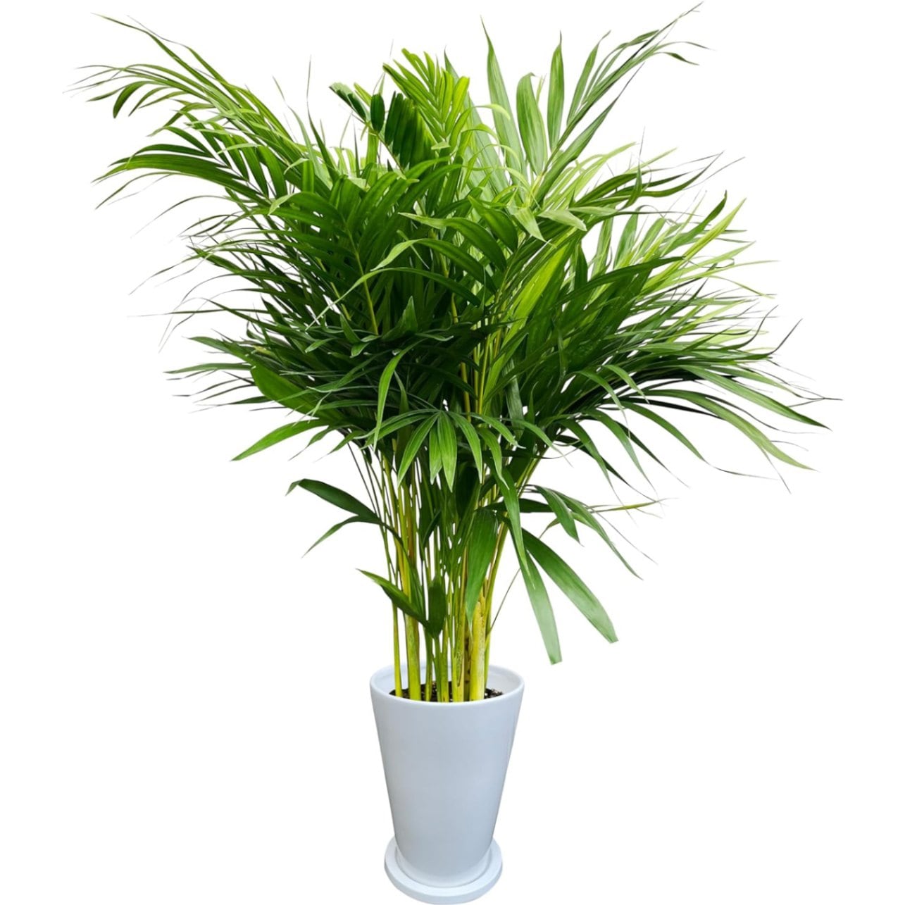 アレカヤシ。観葉植物。本物。鉢ごと無料で発送致します。 アレカヤシ 観葉植物 本物 大型 ヤシ 7号 観葉 植物 室内用 7号