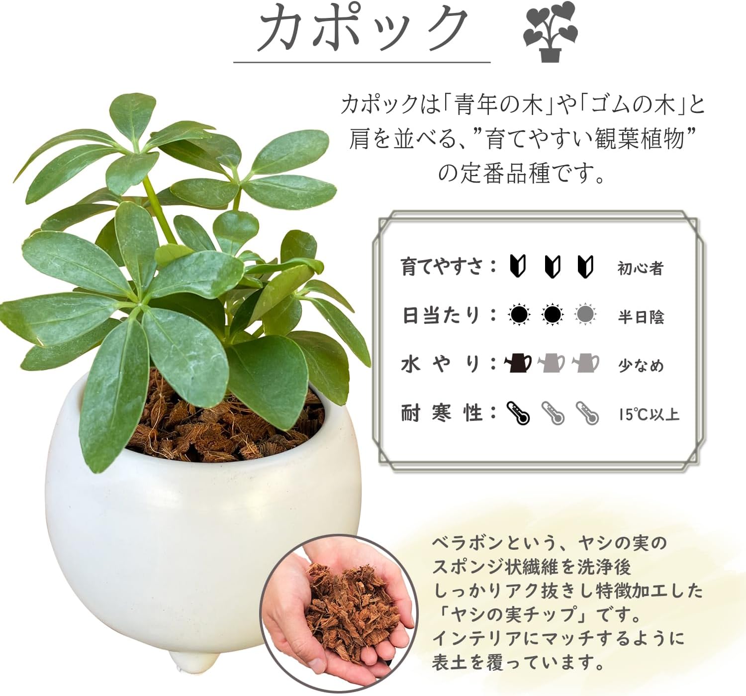 カポック　観葉植物　インテリア　植物　育てやすい カポック 観葉植物 ミニ 本物 鉢植え 簡単 お手軽 鉢植え ギフト