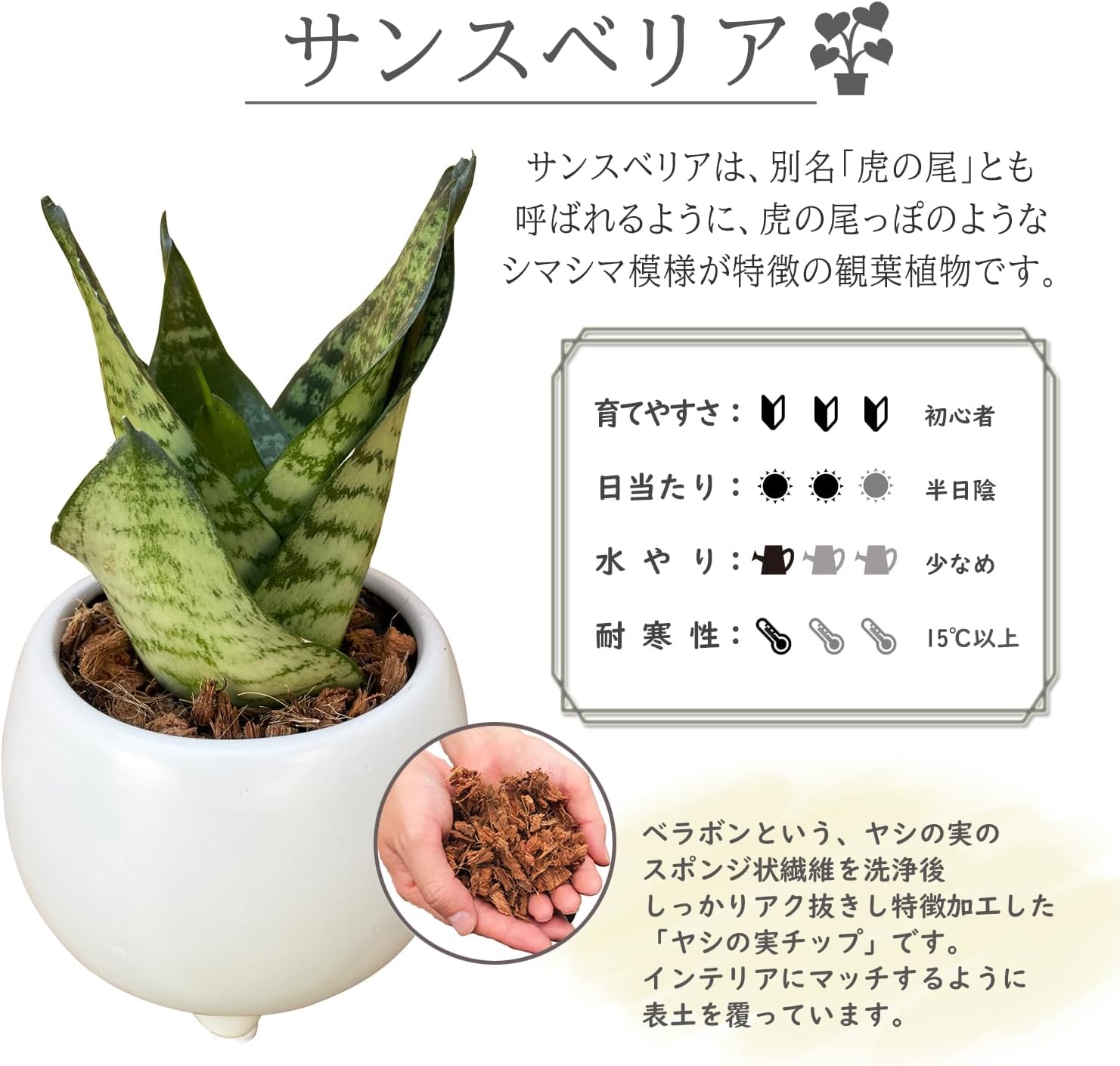 サンスベリア 観葉植物 本物 ミニ サンセベリア 植物 ミニ観葉植物