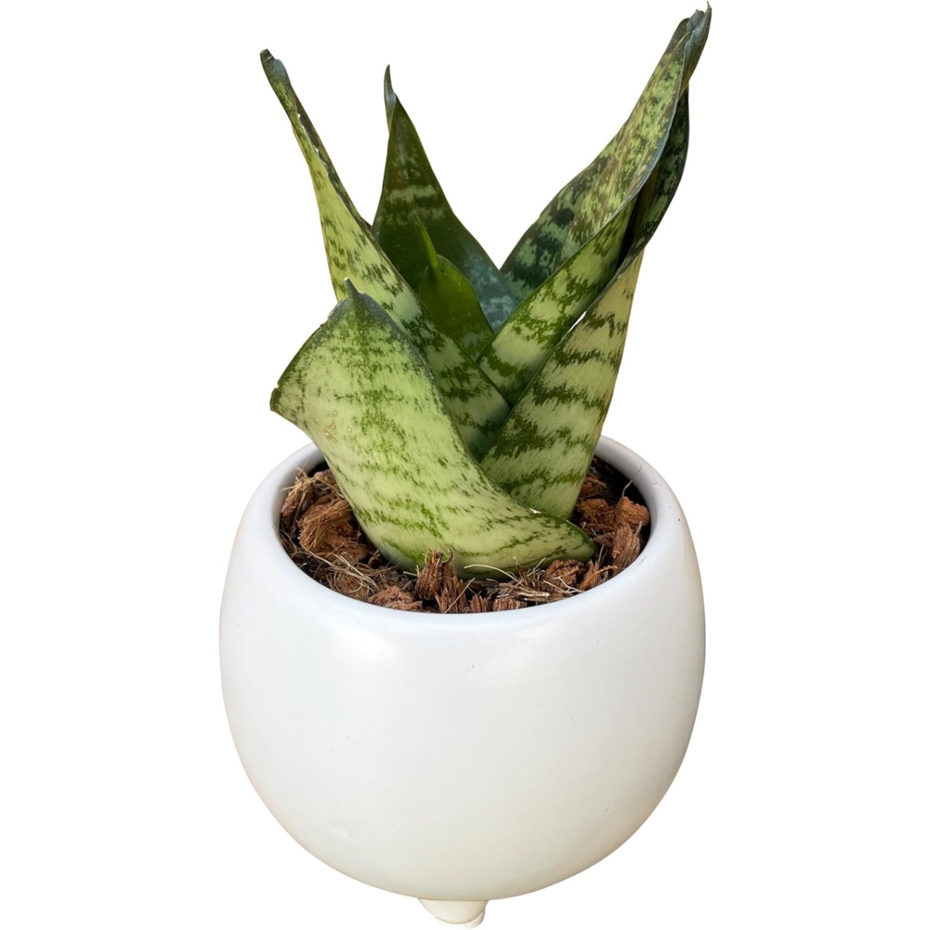 サンスベリア 観葉植物 本物 ミニ サンセベリア 植物 ミニ観葉植物