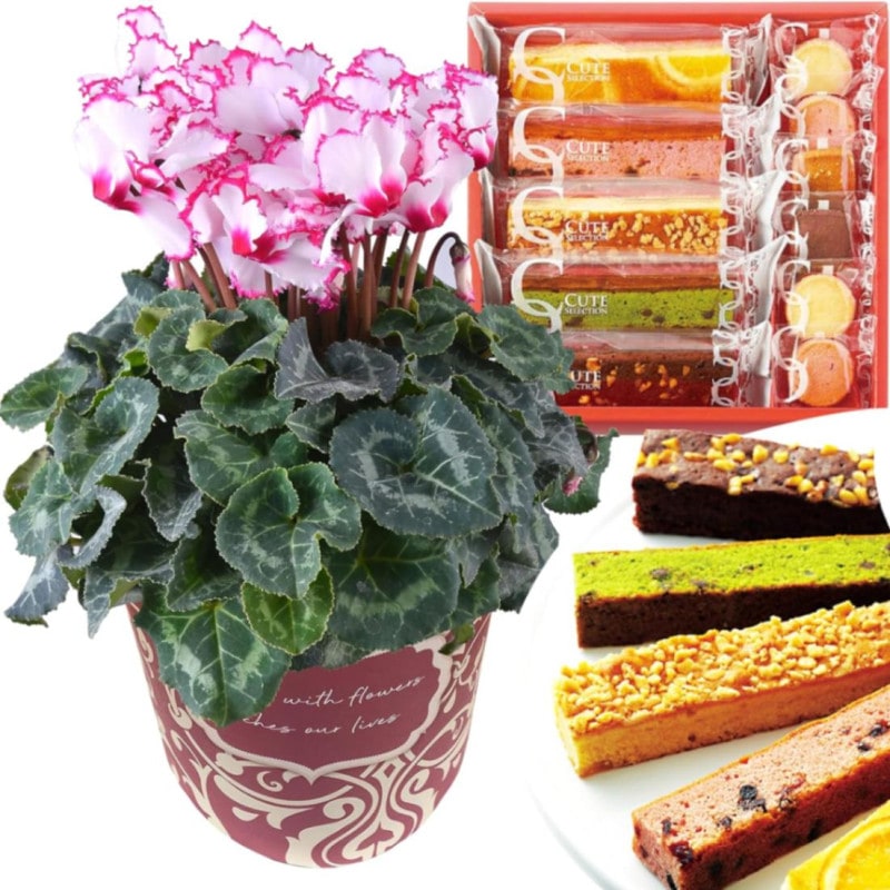  ե ץ쥼  ȭ ȭ  5ȭ  ӥȥꥢ 