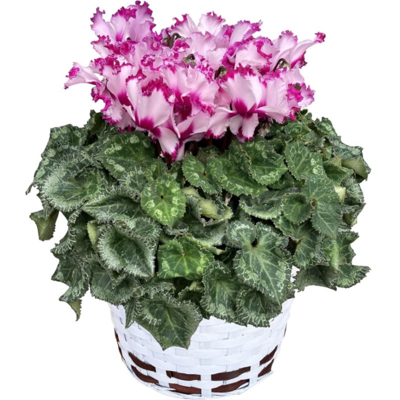  ե ץ쥼  ȭ ȭ  6ȭ  饸ˡ