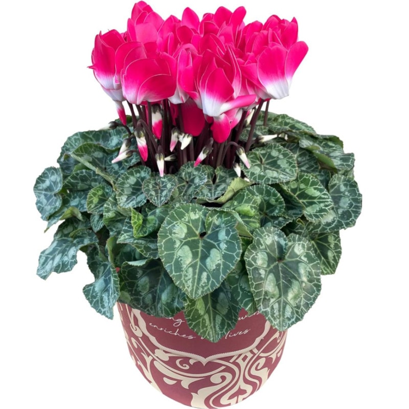  ե ץ쥼  ȭ ȭ  5ȭ ǥ ԥ