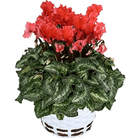  ե ץ쥼  ȭ ȭ  6ȭ  쥸ʥ