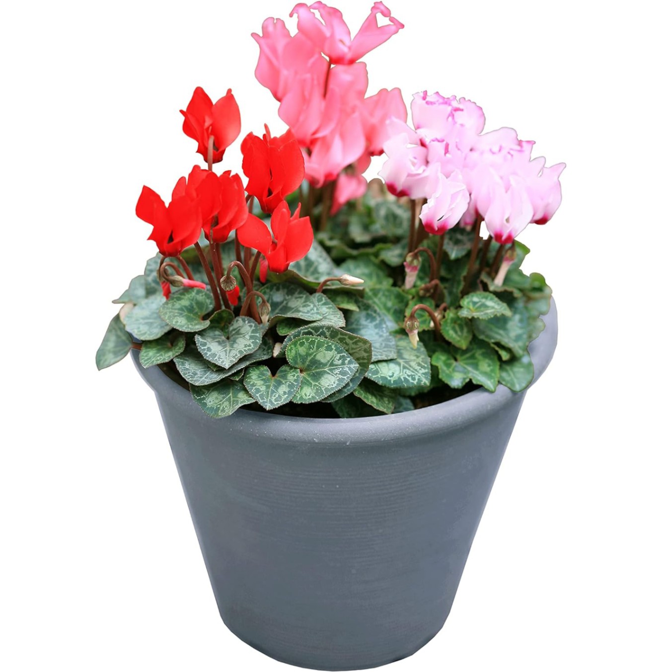 シクラメン 寄せ植え シクラメンの花 鉢植え ミニ ミックス