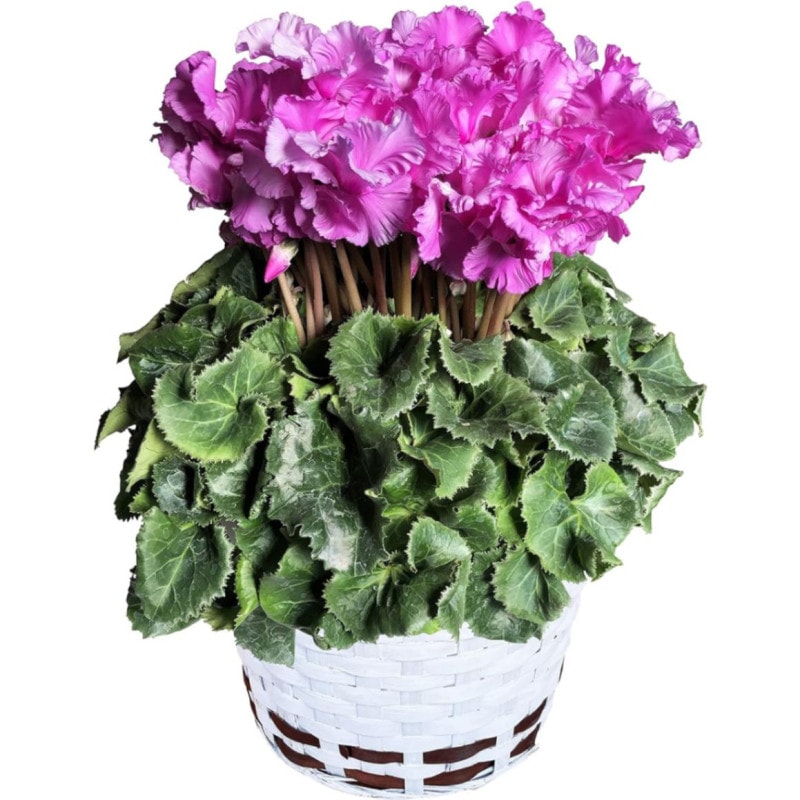  ե ץ쥼  ȭ ȭ  6ȭ  쥸ʥѡץ