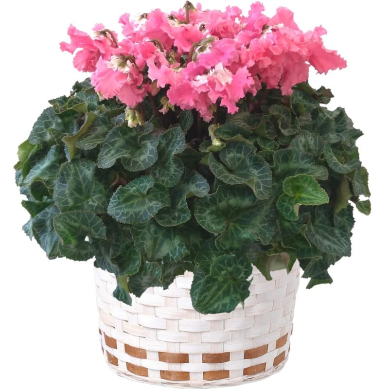  ե ץ쥼  ȭ ȭ  6ȭ ԥ  Ȭ