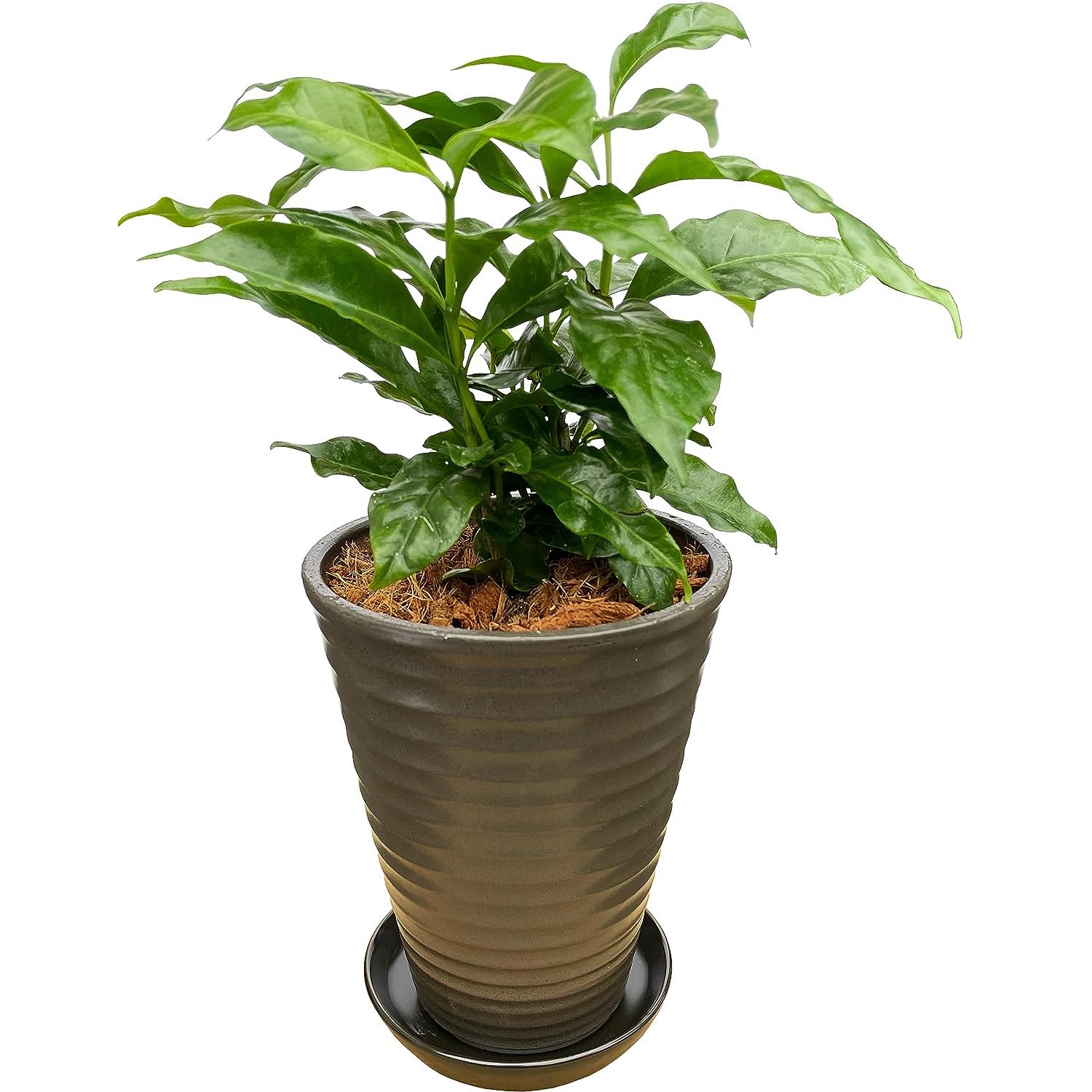 観葉植物 本物 ミニ 観葉 植物 ミニ観葉植物 (コーヒーの木B(鉢皿付