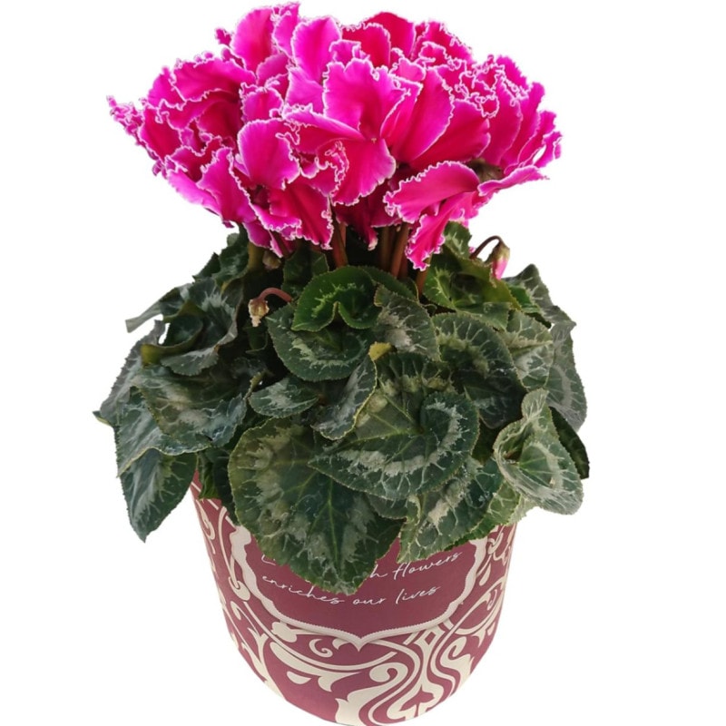  ե ץ쥼  ȭ ȭ  5ȭ ޥ󥿥å