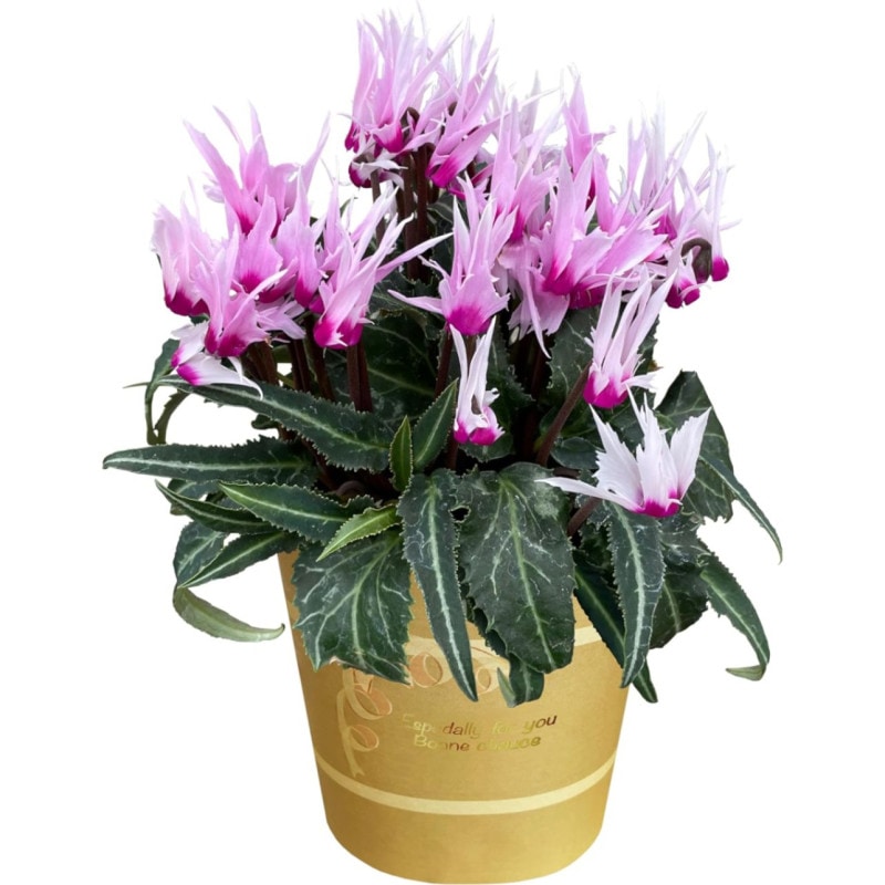  ե ץ쥼  ȭ ȭ  4ȭ  ԡå