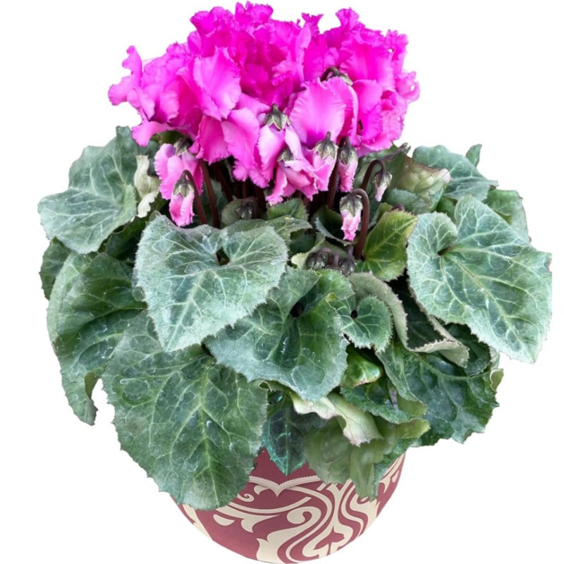  ե ץ쥼  ȭ ȭ  5ȭ ե ƥ