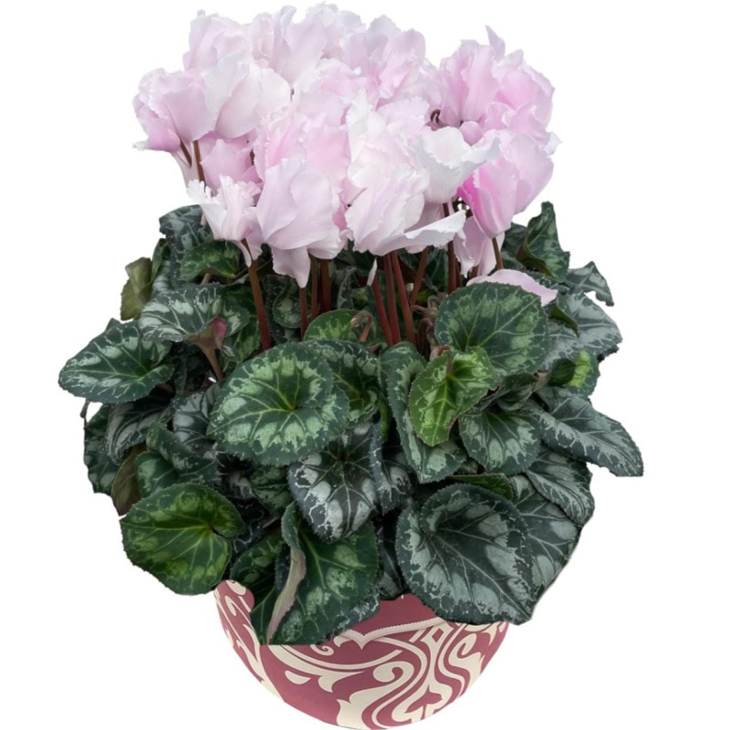  ե ץ쥼  ȭ ȭ  5ȭ ե ԡե