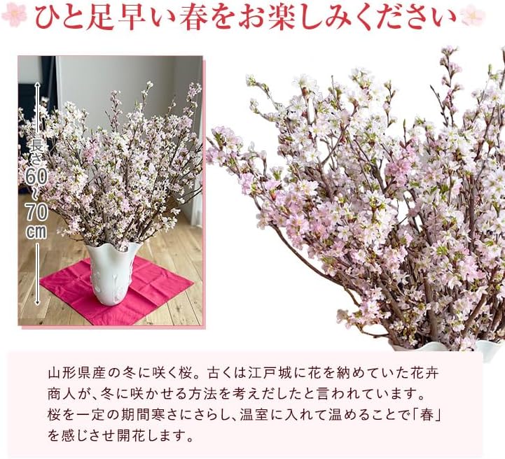 【原画・送料無料】春　迎春　お部屋でお花見気分　「桜」原画縦約40㎝×横約40㎝ 原画・送料無料】春 迎春 お部屋でお花見気分 「桜」原画縦約40㎝