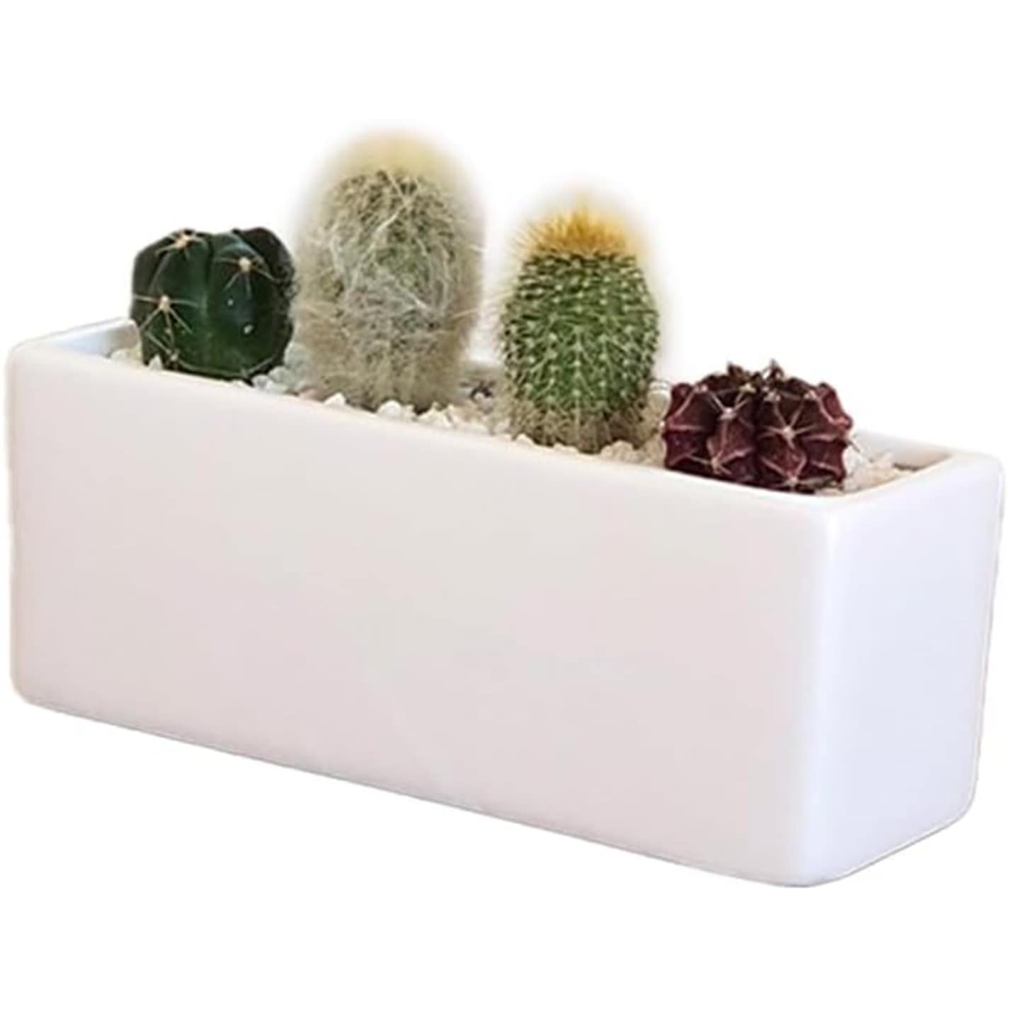 サボテン寄せ植え 手のひらサイズ 玄関 キッチン トイレ インテリア