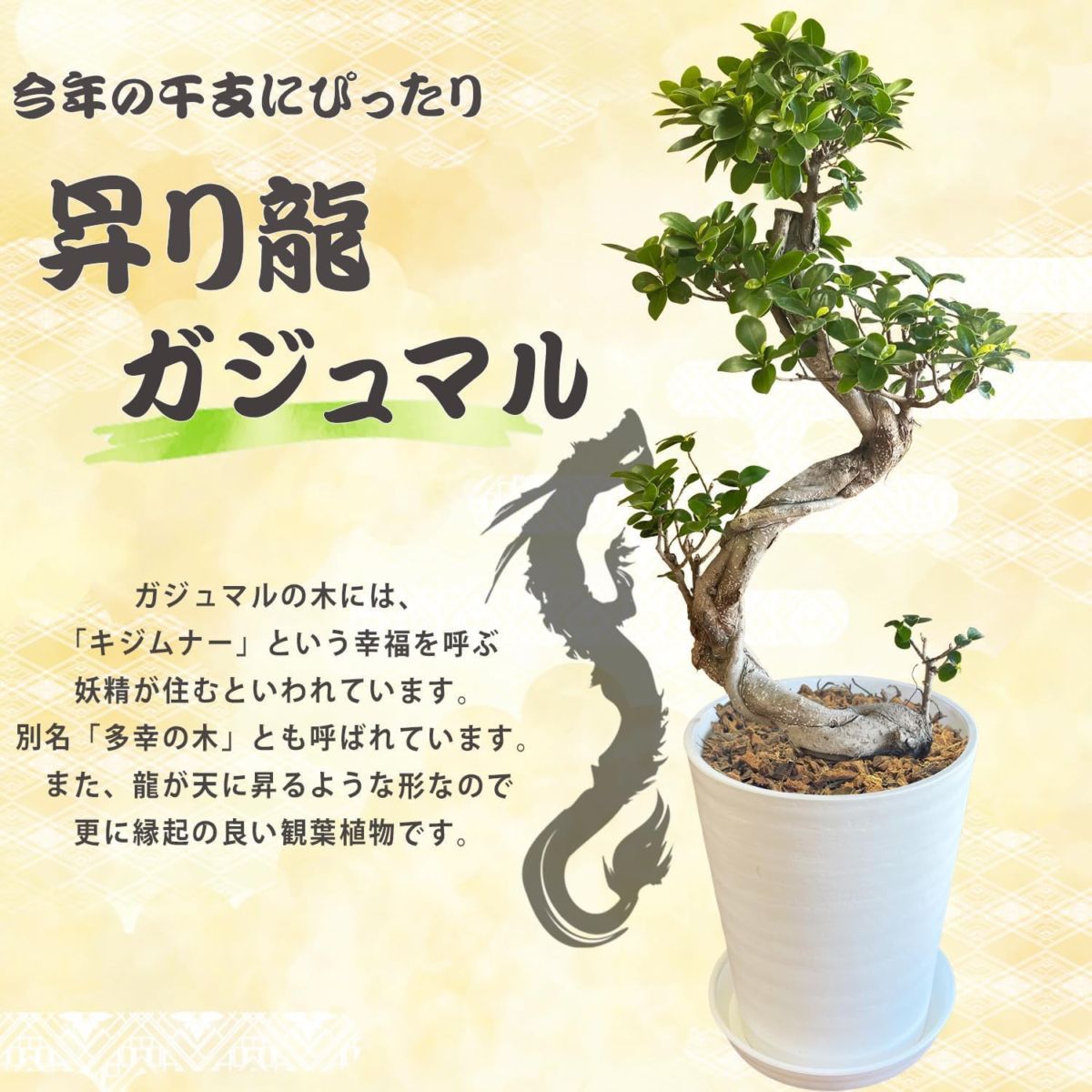 ガジュマル　昇り龍 宝石のような観葉植物のお店 【Jewelry Plant】 ガジュマル 昇り