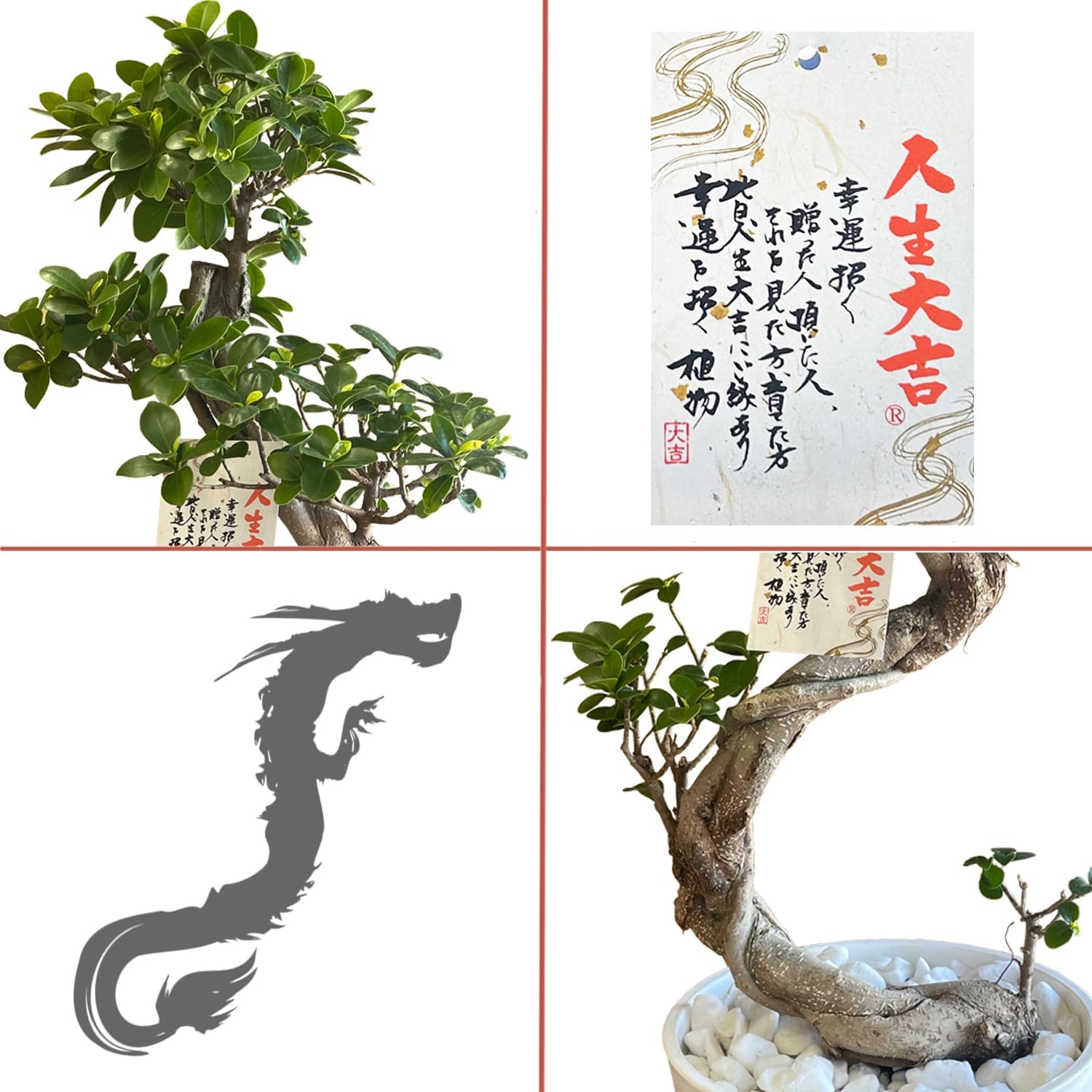 ガジュマル 昇り龍 観葉植物 本物 がじゅまる ガジュマル鉢植え 観葉