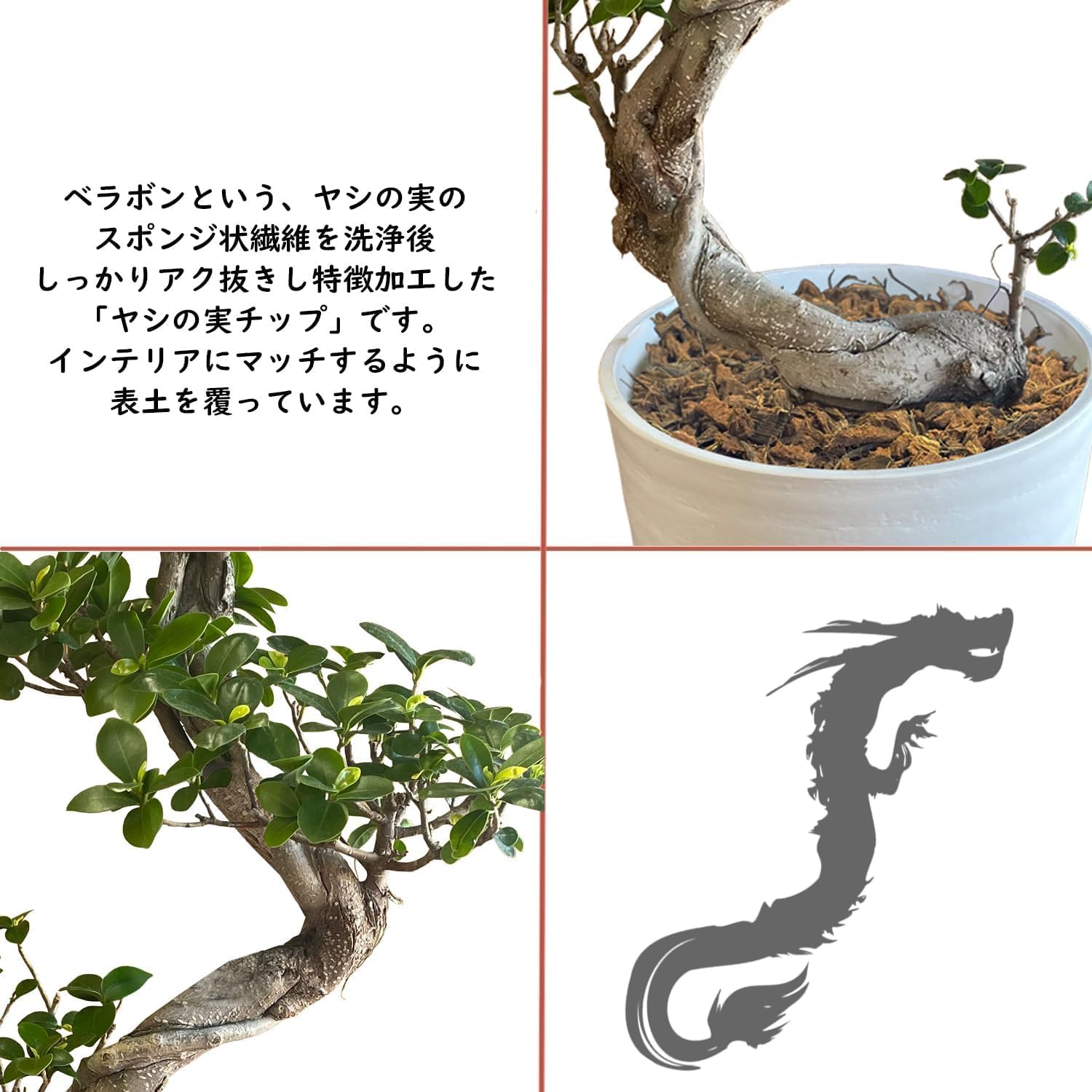 ガジュマル 昇り龍 観葉植物 本物 がじゅまる ガジュマル鉢植え