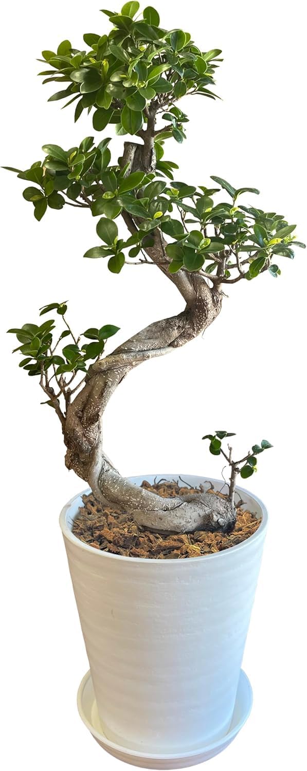 ガジュマル 昇り龍 観葉植物 本物 がじゅまる ガジュマル鉢植え