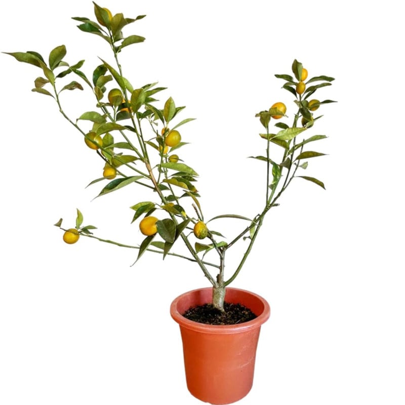 ⴻȭ ˥ݥ ⴻ 󤫤ȭ 󤫤 󥫥 ⴻ ˤݤ