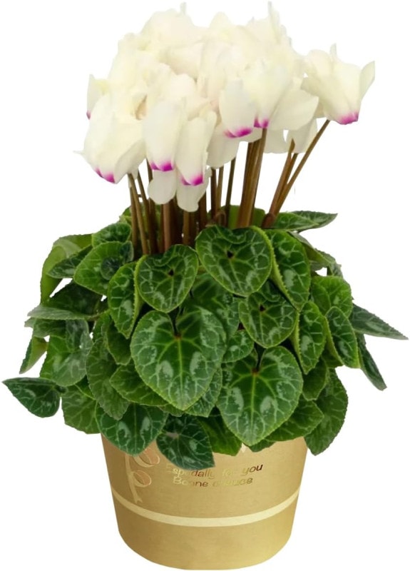  ե ץ쥼  ȭ ȭ  4ȭ ߥǥ ǥ󥬡