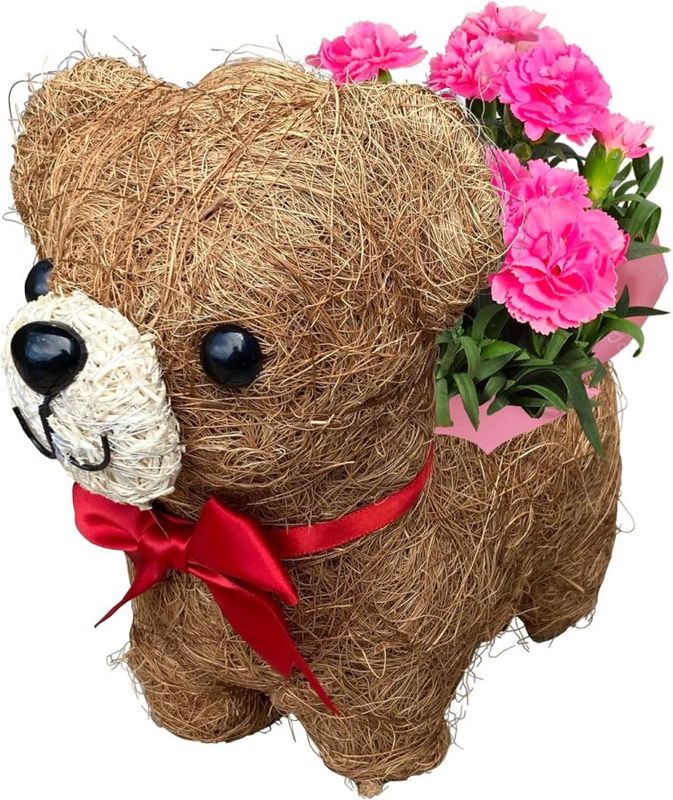 母の日 花 鉢植え カーネーション プレゼント 花鉢 母の日ギフト 母の日のプレゼント