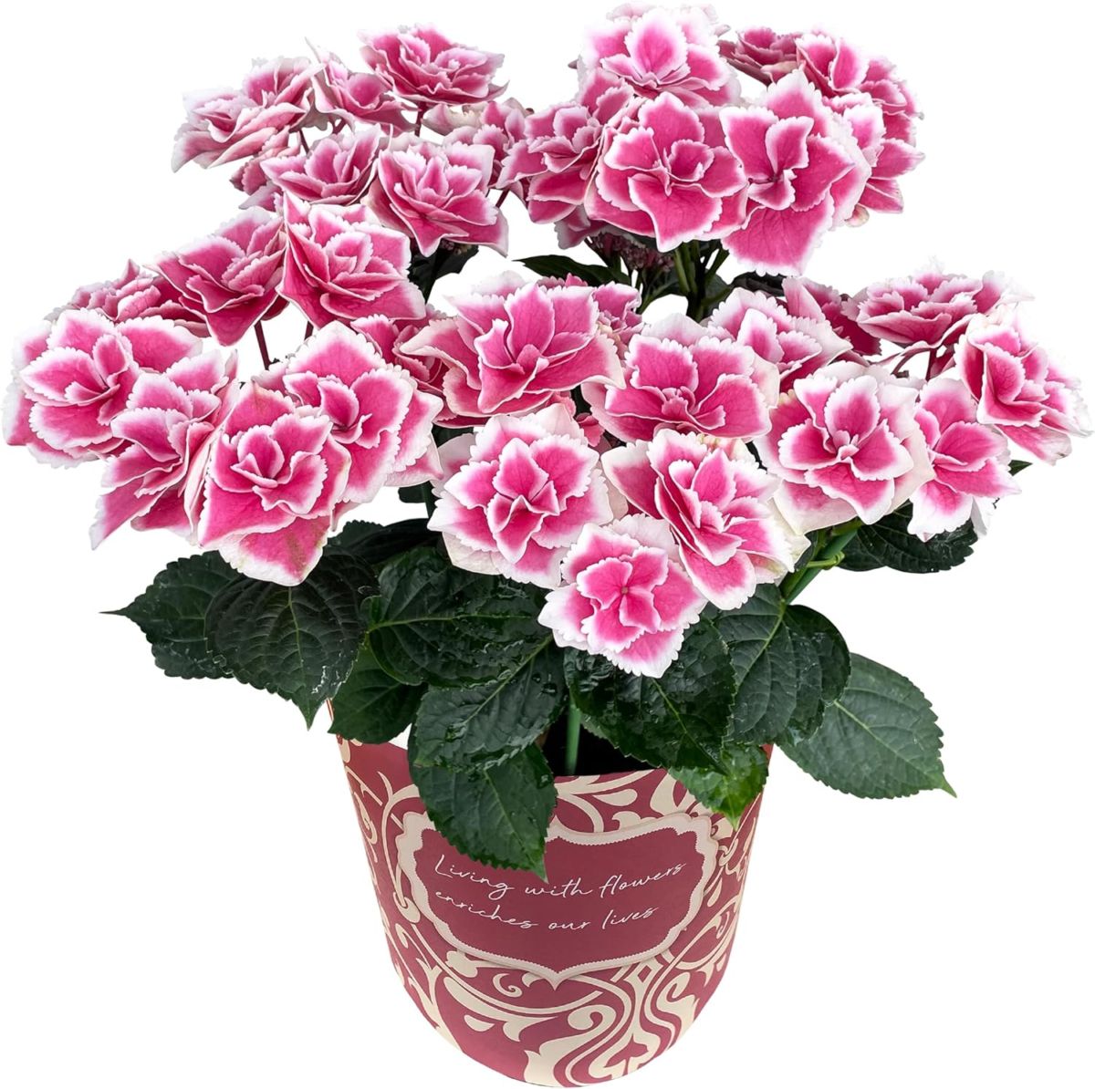 m*n様 アジサイ　6種7鉢　紫陽花 000000001506_eSF4Df4.jpg