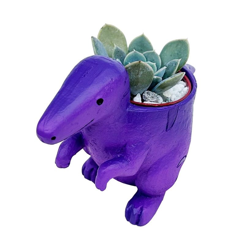 ¿ʪ ¿ ε ȥ붲ε ե 襤 ƥꥢ  ץե