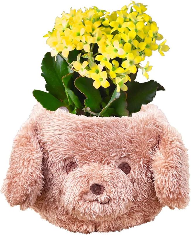 ����󥳥� �� ȭ���� �ץ쥼��� ���ե� ������ ���ˤ� ��ȭ ȭ�� �ȥ��ס��ɥ�