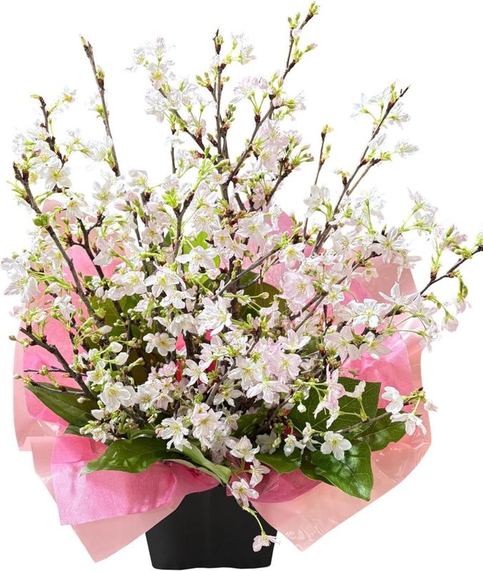 �� ����󥸥��� ���ե� ����� ������ �ץ쥼��� ������ �� ���� ������