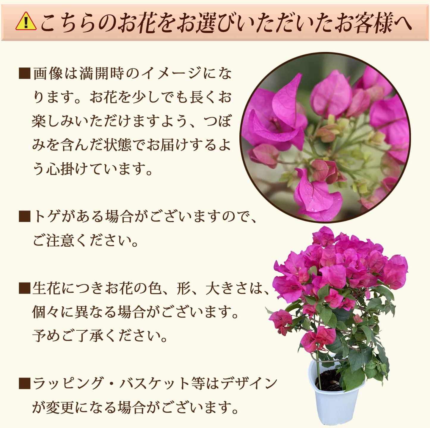 ����� �� ȭ���� �֡�����ӥꥢ �ץ쥼��� ��ȭ ��������ե� ������Υץ쥼���