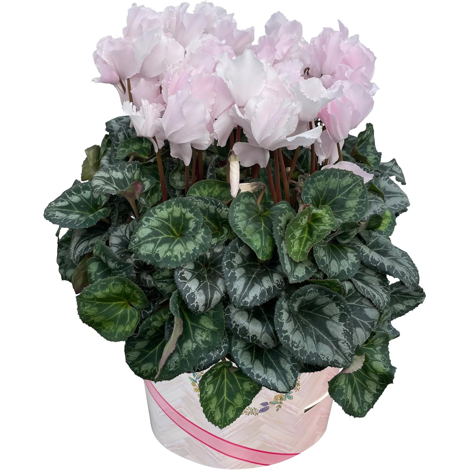 シクラメン ギフト プレゼント 花 鉢植え 鉢花 誕生日 6号鉢 ピンク