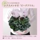 �������� ���ե� �ץ쥼��� �� ȭ���� ȭ�� ������ 6��ȭ �ԥ� �ԡ����ե��