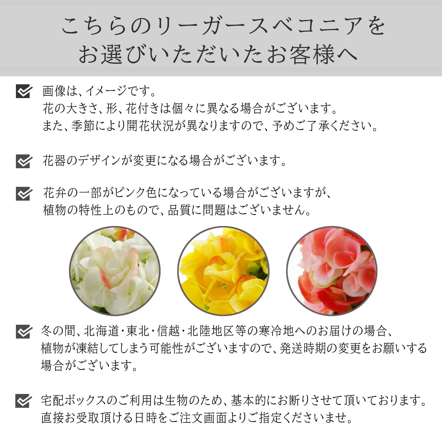 �꡼������ �٥��˥� �� ���ե� ������ �ץ쥼��� �꡼�������٥��˥� ȭ���� ȭ��