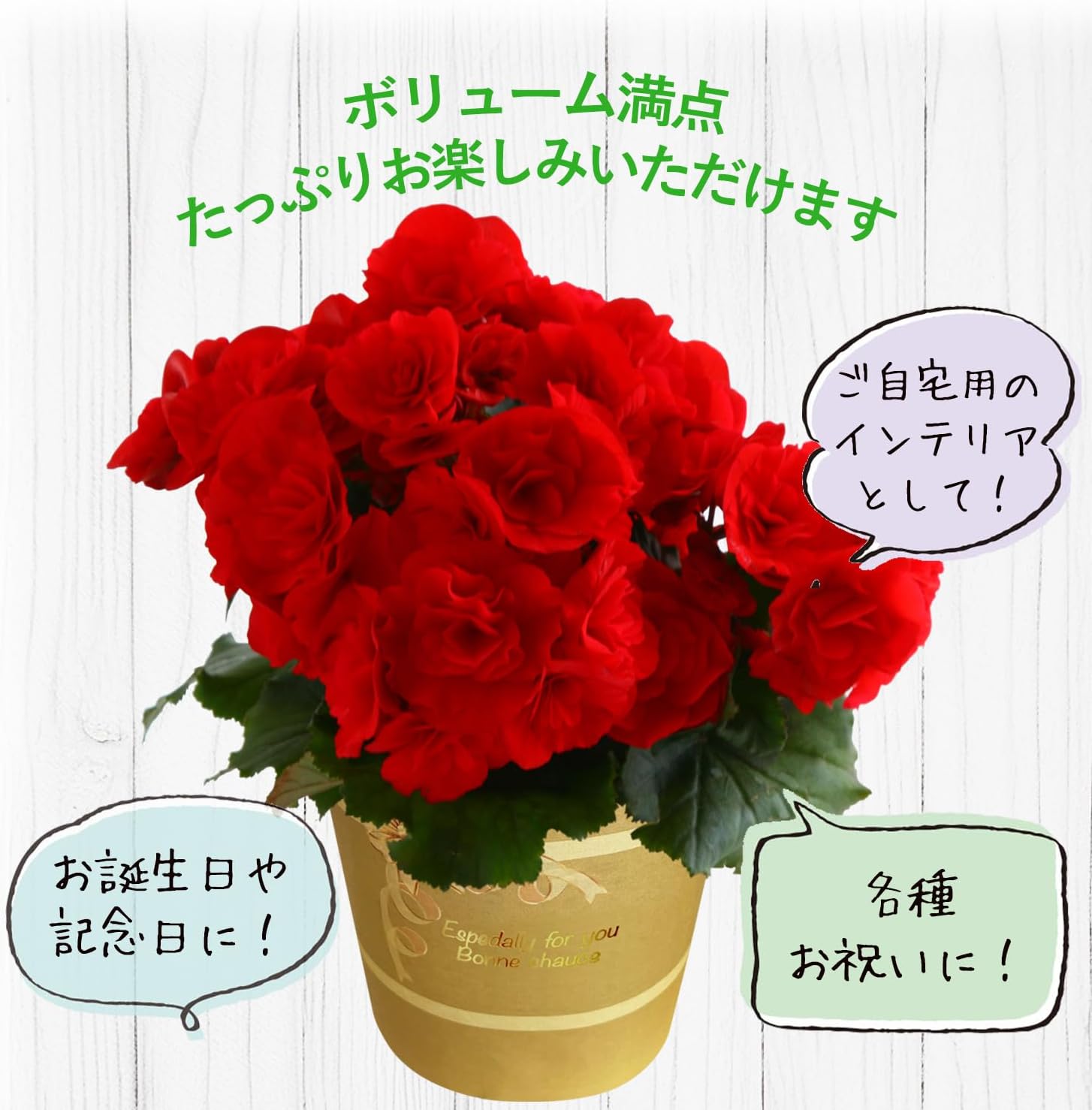 �꡼������ �٥��˥� �� ���ե� ������ �ץ쥼��� �꡼�������٥��˥� ȭ���� ȭ��