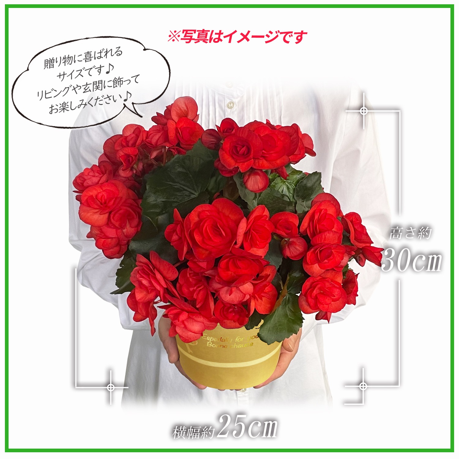 �꡼������ �٥��˥� �� ���ե� ������ �ץ쥼��� �꡼�������٥��˥� ȭ���� ȭ��