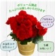 �꡼������ �٥��˥� �� ���ե� ������ �ץ쥼��� �꡼�������٥��˥� ȭ���� ȭ��