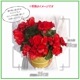 �꡼������ �٥��˥� �� ���ե� ������ �ץ쥼��� �꡼�������٥��˥� ȭ���� ȭ��