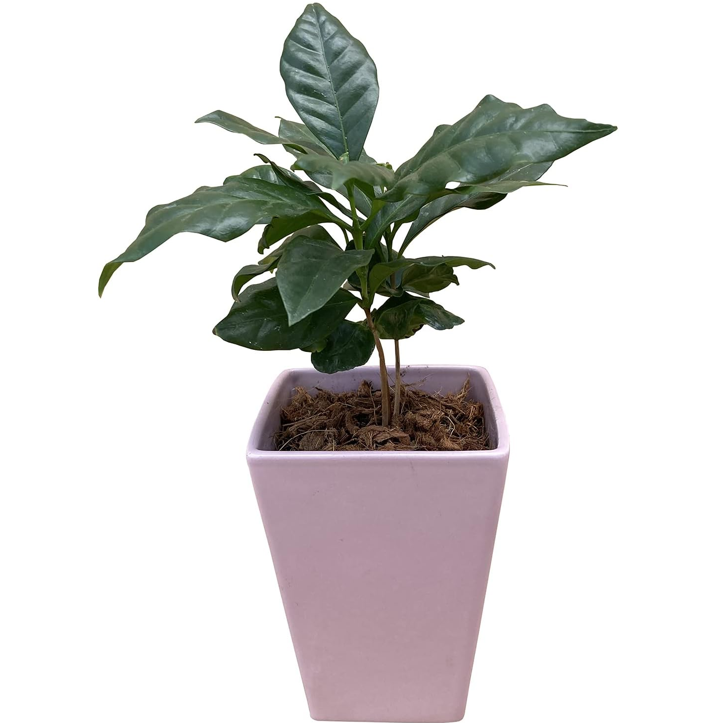 観葉植物　コーヒーの木　抜き苗 観葉植物 コーヒーの木 抜き苗