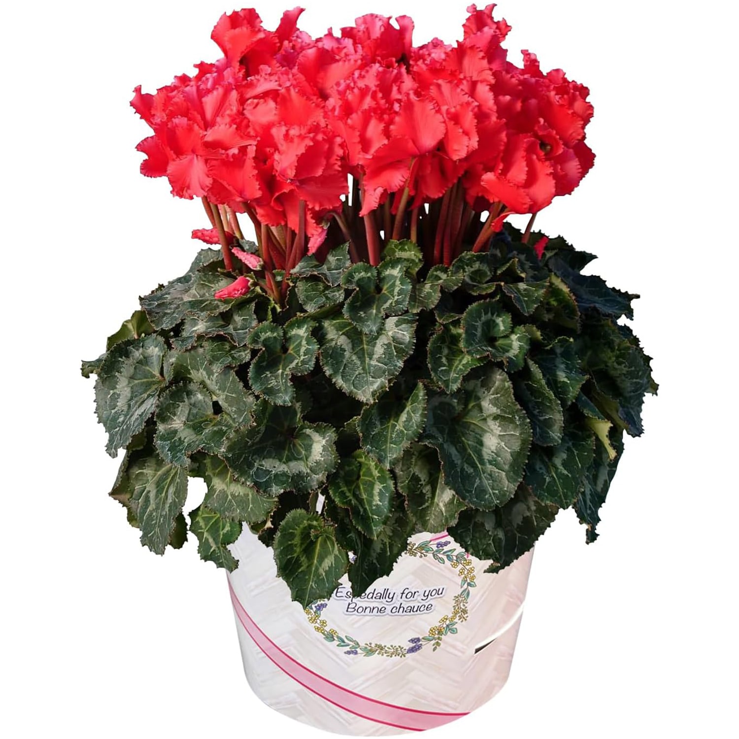 シクラメン ギフト プレゼント 花 鉢植え 鉢花 誕生日 6号鉢