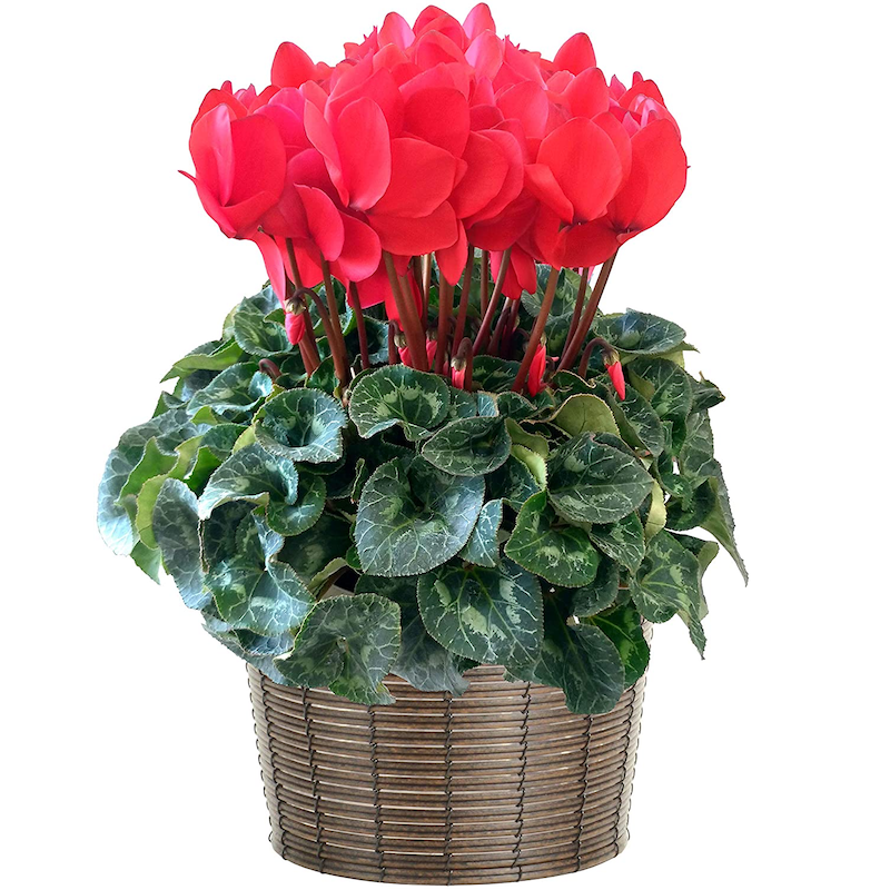 シクラメン ギフト プレゼント 花 鉢植え 鉢花 誕生日 7号鉢 赤 歳暮