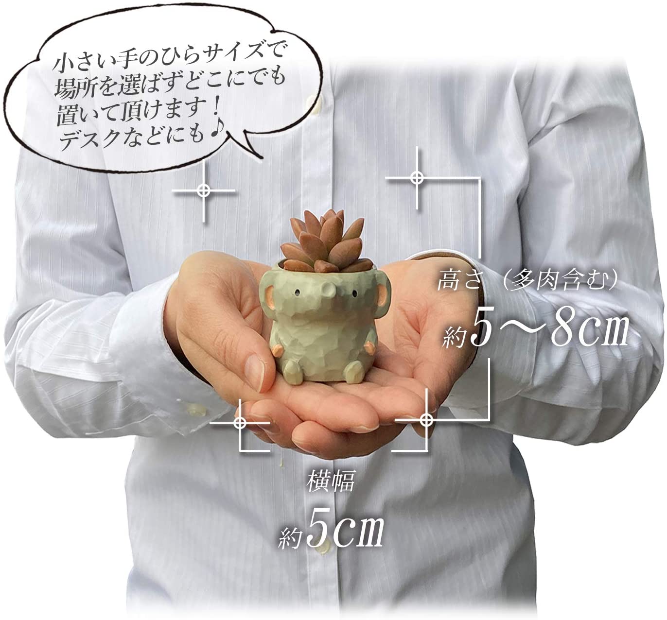 ¿�� �͵��� ưʪ ������ ƫ��ȭ ưʪ ����ƥꥢ ���տ�ʪ ���ե� �ץ쥼���