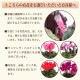 �ץ쥼��� ���ե� �����ǥ󥷥����� �� ��������ȭ���� ������ ������ ������