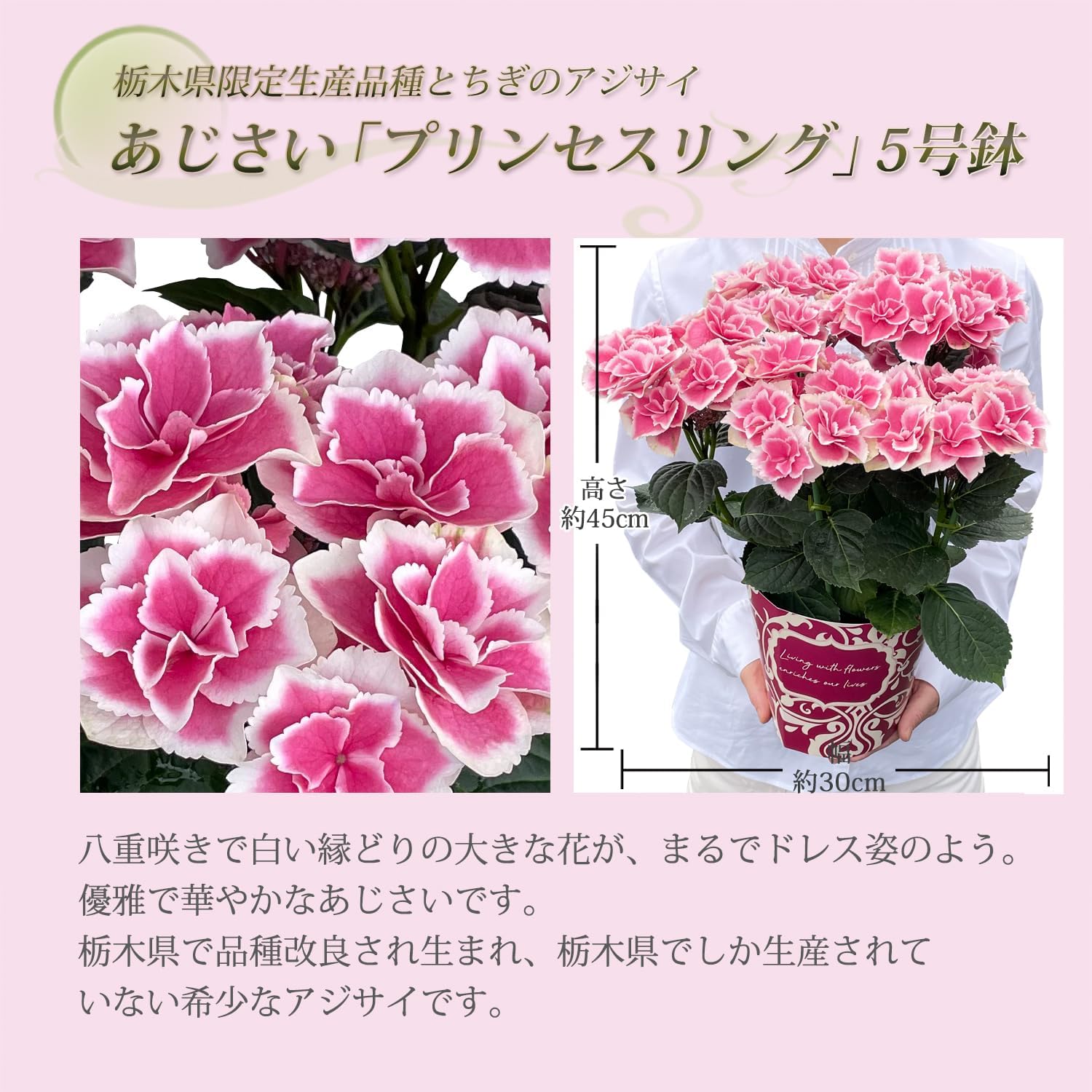 母の日 花 鉢植え あじさい 紫陽花 珍しい アジサイ 母の日