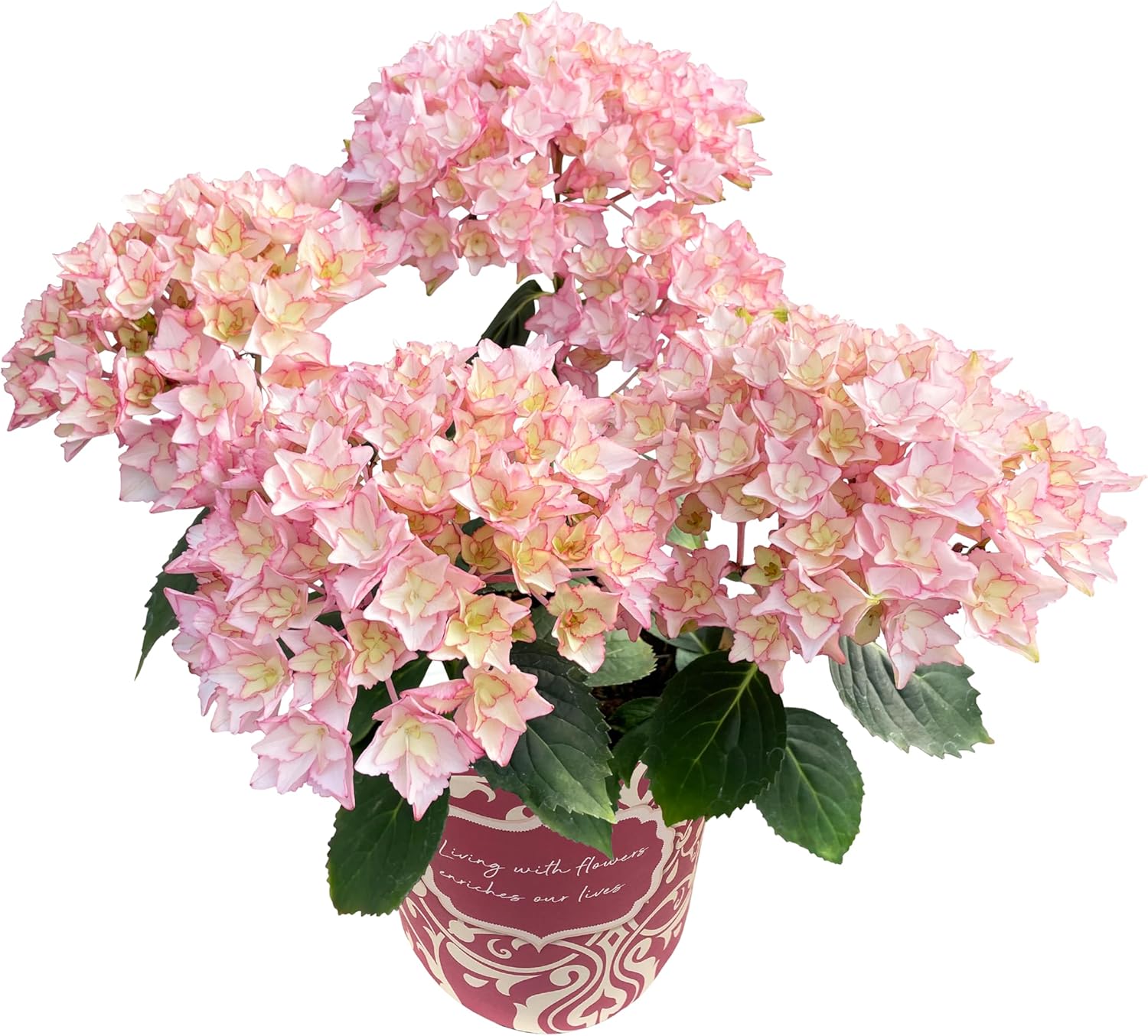 ����� �� ȭ���� �������� ���۲� ������ �������� ��������ե� ���奨�꡼�ݥå�