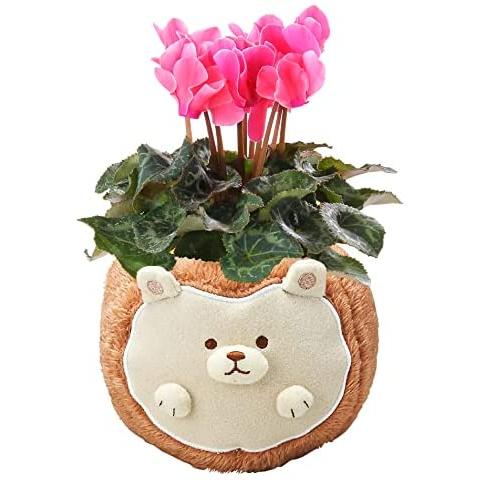�������� ��������� �ץ쥼��� ���ե� �����ǥ󥷥����� �� ��������ȭ����