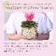 �������� ��������� �ץ쥼��� ���ե� �����ǥ󥷥����� �� ��������ȭ����