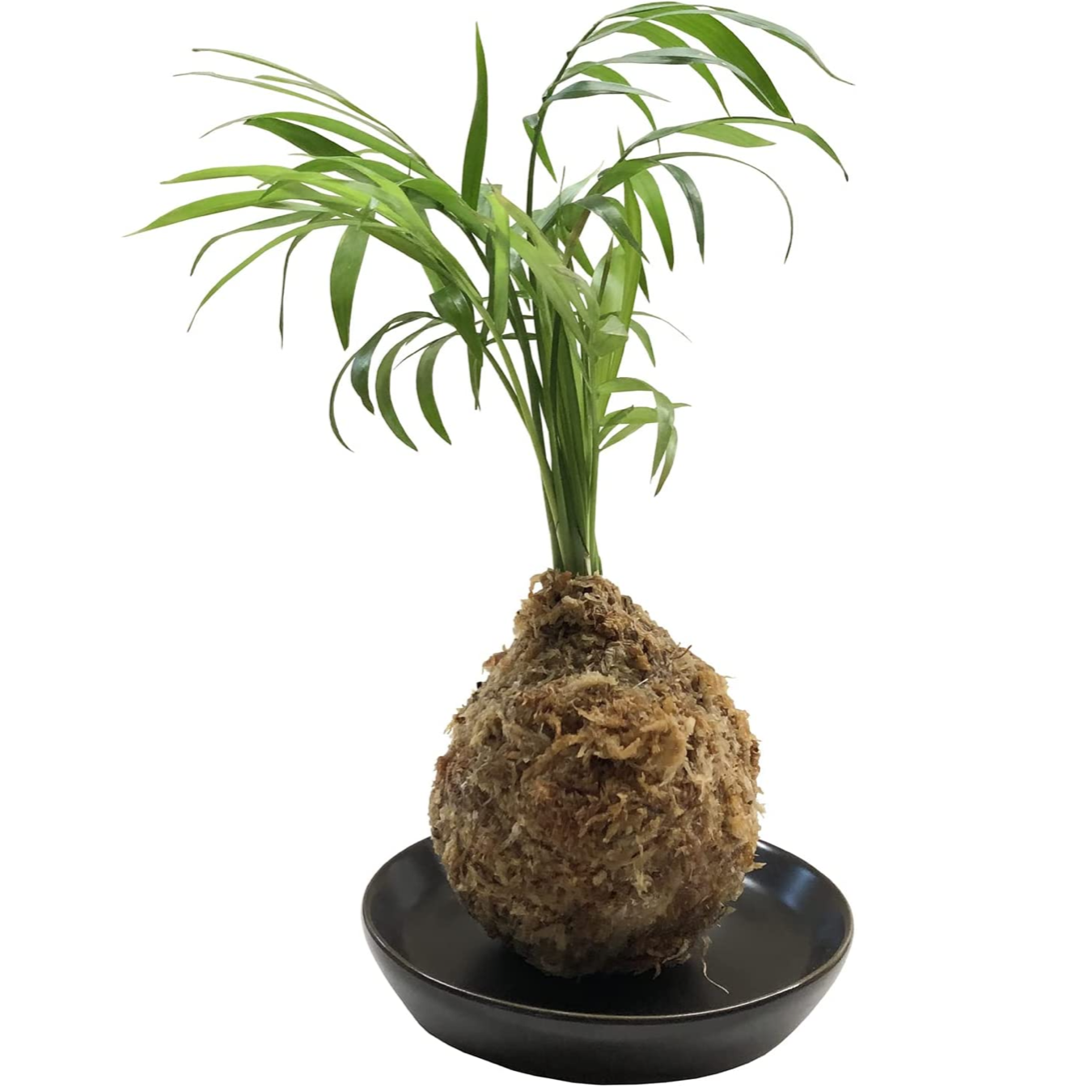 苔玉 ヤシ 苔 観葉植物 プレゼント 誕生日 ギフト グリーン インテリア