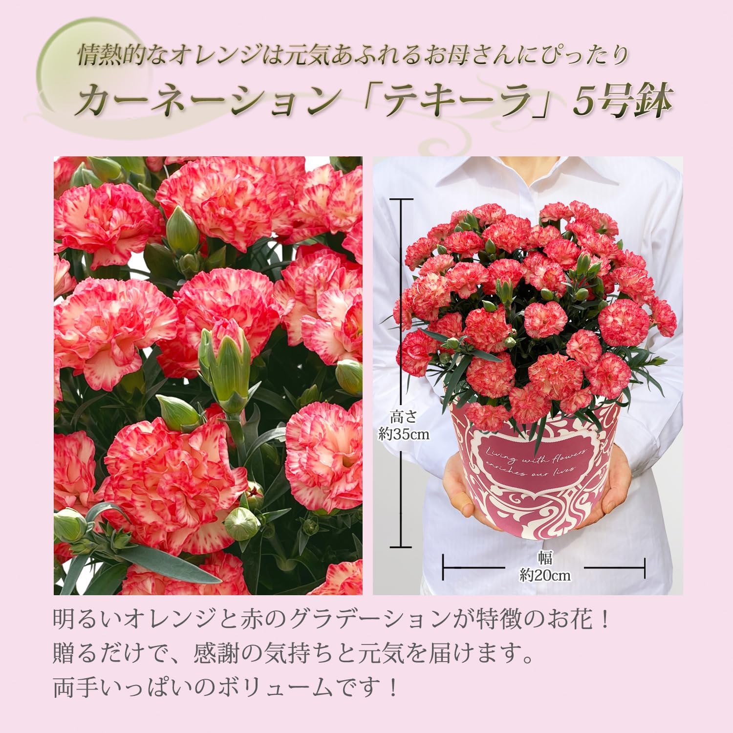 ����� �� �����͡������ ��������ե� ȭ���� �ץ쥼��� �ƥ����� 5��